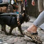 stylish dog accessories for owners