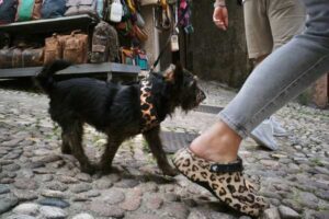 Stylish Dog Accessories That Actually Match Your Aesthetic