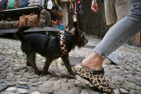 stylish dog accessories for owners